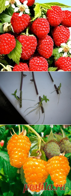 Что такое малиновое дерево и как его вырастить| Полезные статьи на блоге Беккер.