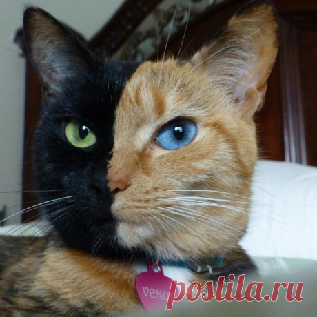 Венера, кошка с двумя лицами