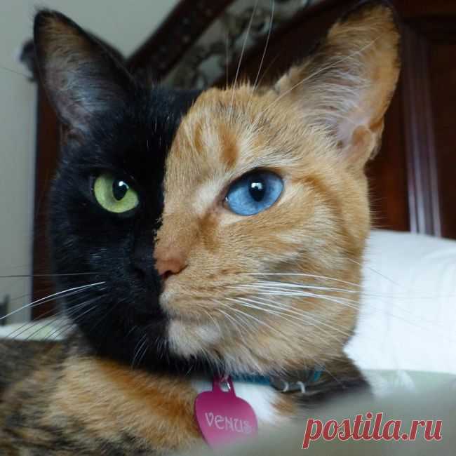 Венера, кошка с двумя лицами