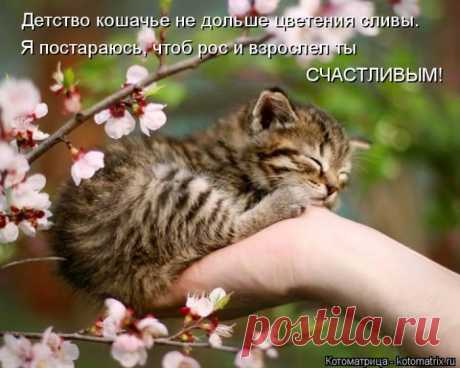Котоматрицы!!!.