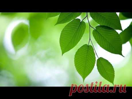 (+1) тема - Зеленый мир. | ВИДЕОСМАК