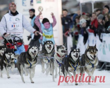 Гонки на собачьих упряжках La Grande Odyssee
