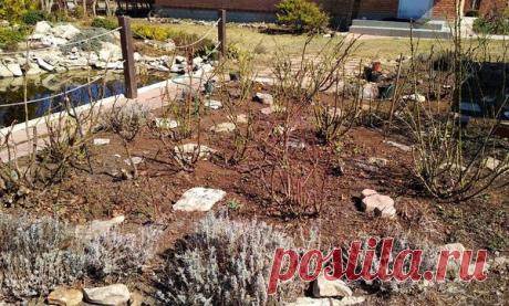 Уход за розами с весны до осени: советы для новичков и не только