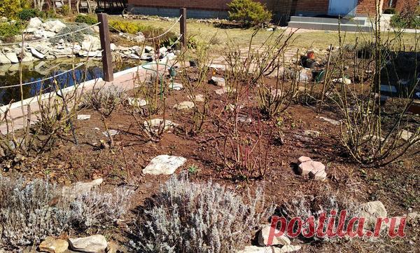 Уход за розами с весны до осени: советы для новичков и не только