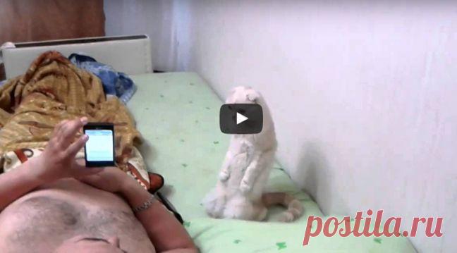 Реакция этого кота на гимн не поддается логическому объяснению