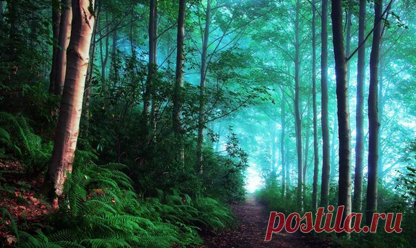 Туманное утро в лесу (Англия) / Физика невозможного!