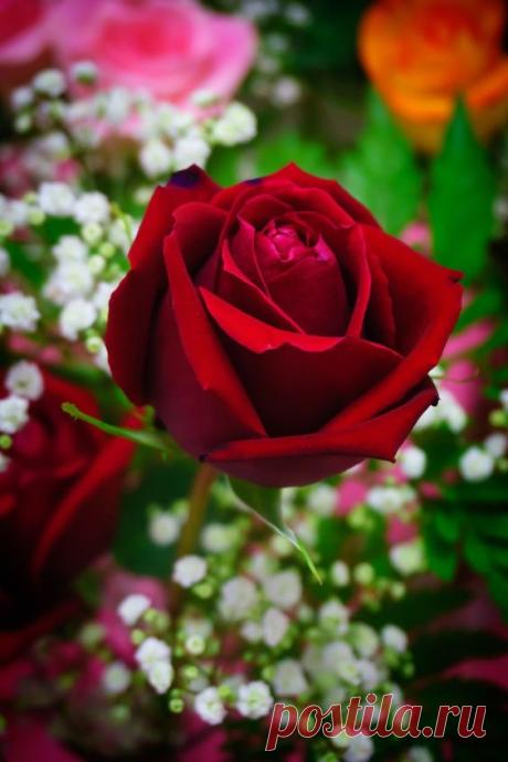 (177) Pinterest