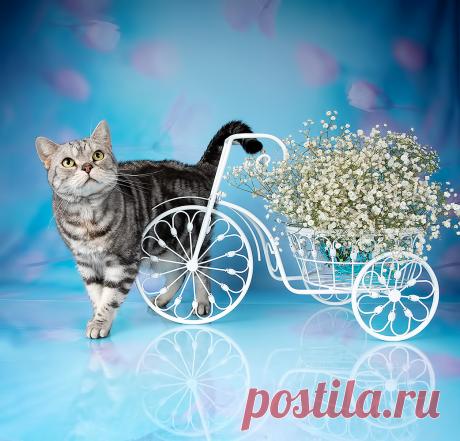 Кошки . Фотограф Etkind Elizabeth