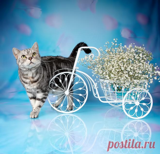 Кошки . Фотограф Etkind Elizabeth