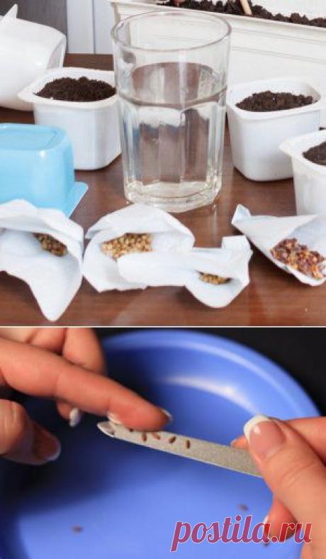 Усадьба | Цветы в саду : 5 часто задаваемых вопросов о подготовке семян цветов к посеву