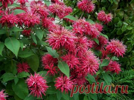 Соседка-травница поделилась саженцами "Сталинского чая". Мы и не догадывались, что эта травка будет такой вкусной!