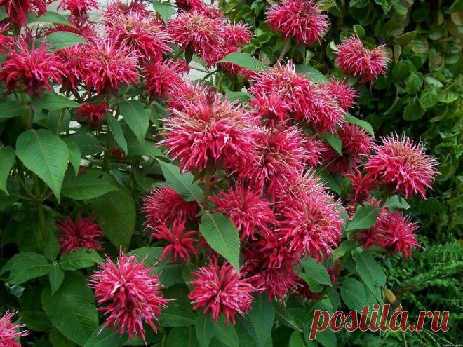 Соседка-травница поделилась саженцами 