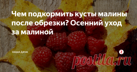 Чем подкормить кусты малины после обрезки? Осенний уход за малиной Хоть малина и относится к неприхотливым кустарникам, однако, и она требует к себе внимания. На дворе сентябрь – урожаи давно собраны. В чем заключается осенний уход за малиной и что нужно успеть сделать в малиннике до наступления холодов? Давайте еще раз освежим память.