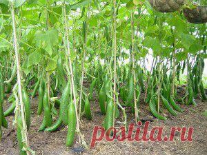 ОГУРЧИКИ НА ХЛЕБУШКЕ