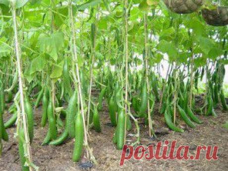 ОГУРЧИКИ НА ХЛЕБУШКЕ