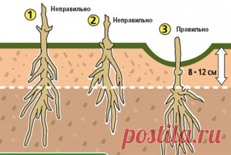 Как правильно посадить клематис. Где и как посадить клематисы