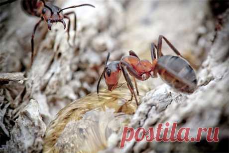 David Chambon photographie - MACRO