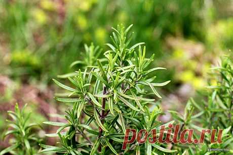 Как вырастить розмарин Вам не понадобится много усилий или особенная почва для выращивания розмарина. Вы можете жить в средиземноморском климате или в более прохладной среде и в обоих случаях сможете выращивать это вечнозел…