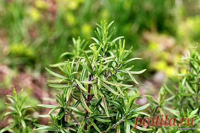 Как вырастить розмарин Вам не понадобится много усилий или особенная почва для выращивания розмарина. Вы можете жить в средиземноморском климате или в более прохладной среде и в обоих случаях сможете выращивать это вечнозел…