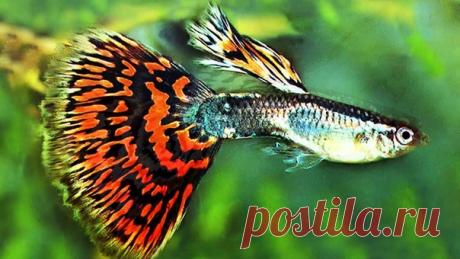 Рыбки Гупешки.