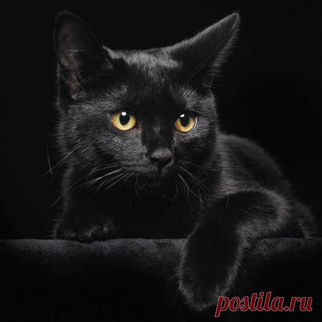 История о мести чёрного кота Во все времена кошки были олицетворением мистики, колдовства или темной силы. Древний Египет с богиней Бастет, средневековые ведьмы с черными котами.
В общем кошек то почитали, то ненавидели, то припи...