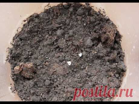 Петельки всходов индетерминантных помидоров появились на третий день. Сезон 2017.