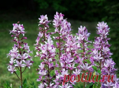 Ядовитые растения на даче: цветы, кустарники, овощи