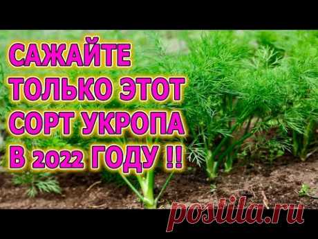 Килограмм Укропа с 3 кустов! Прет как на дрожжах, косить не успеваем! Какой сорт укропа посадить?