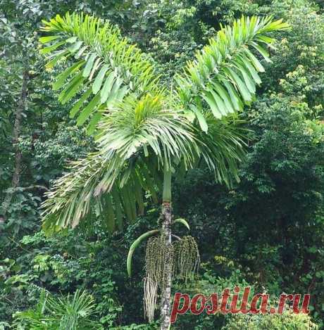 Iriartea gigantea – пальма с самой необычной формой корней...