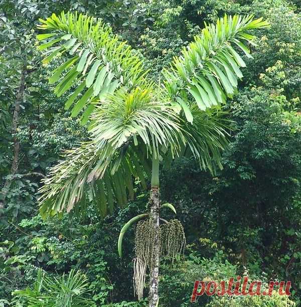 Iriartea gigantea – пальма с самой необычной формой корней...