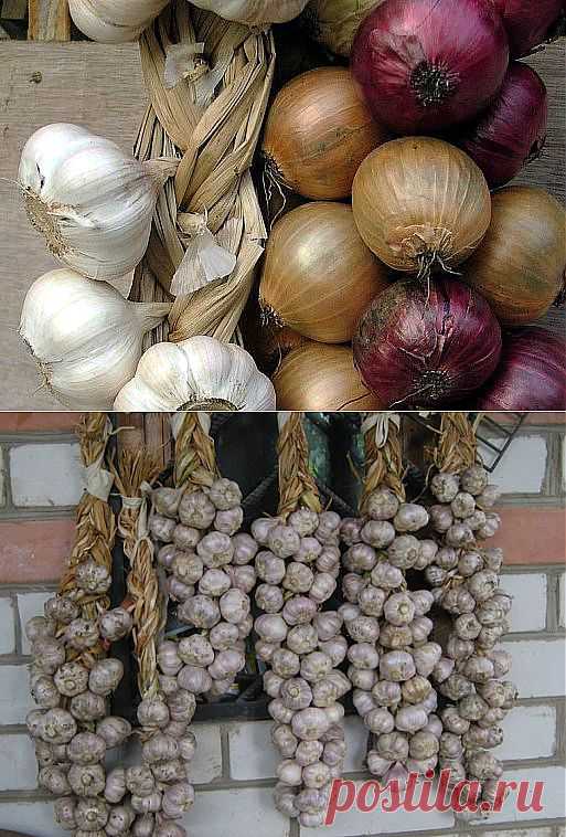 Три мастер-класса по плетению кос из лука или чеснока.