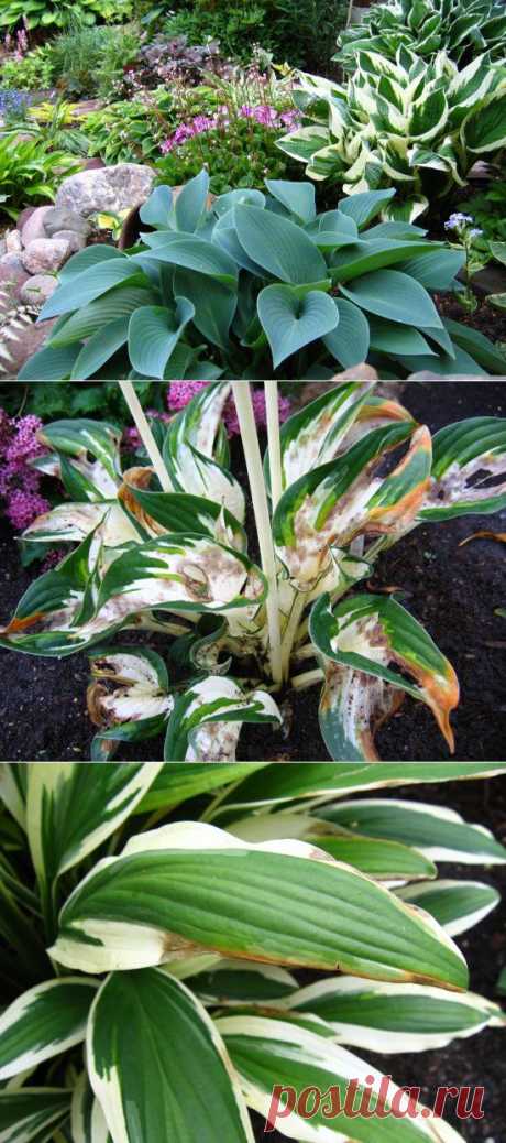 Наталья КОНСТАНТИНОВА КУДА ПОСАДИТЬ ХОСТУ? | Самоцветик