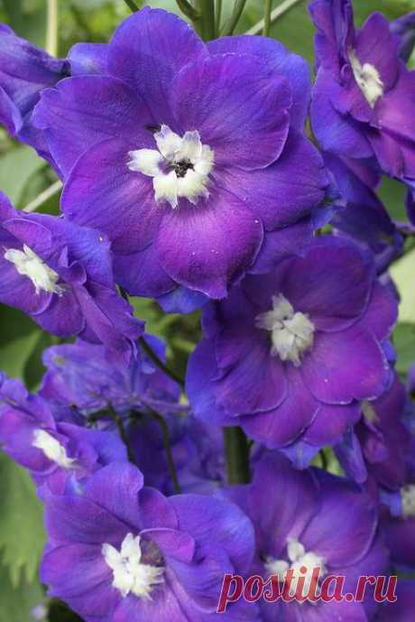 Delphinium