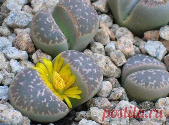 Литопсы - чудо природы. Живые камушки.