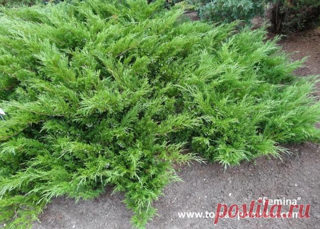 mozh-kazac-4.jpg (900×643)