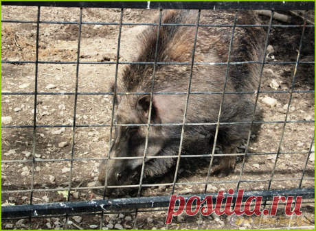 Городская красота   Дикая свинья и кабан в Хабаровском Зоосаде - Городская красота