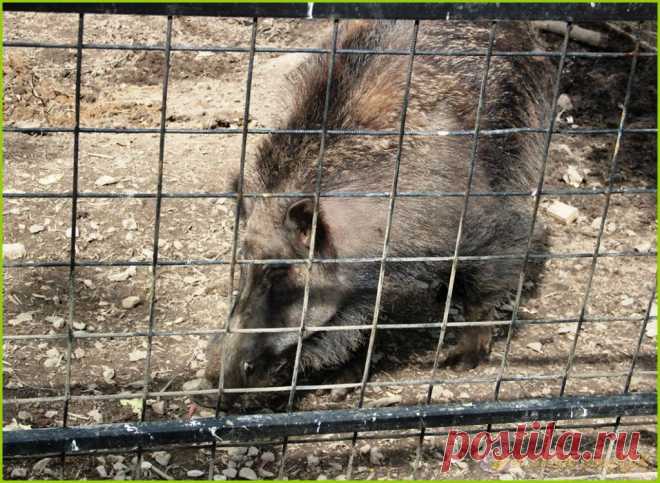 Городская красота&nbsp; &nbsp;Дикая свинья и кабан в Хабаровском Зоосаде - Городская красота