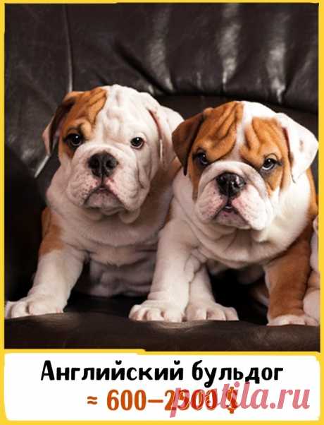 19 великолепных собак, которые стоят целое состояние