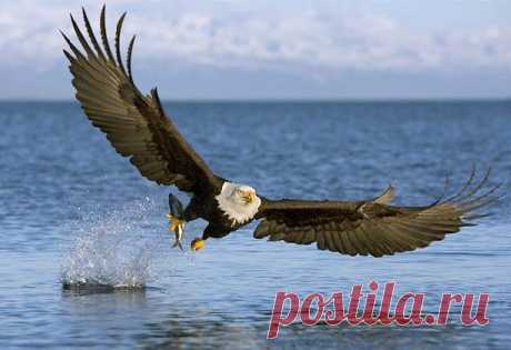 Орлан - царственного полета птица - ПРИРОДА ВЕЛИКИЙ ГЕНИЙ!