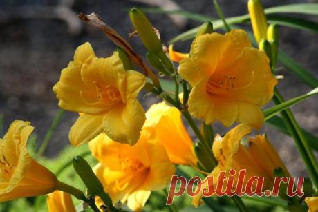 Лилейник – красивое многолетнее травянистое растение Лилейник (Hemerocallis) – это красивое многолетнее травянистое растение с высокой устойчивостью к переменам погоды и простыми требованиями к условиям выращивания. Он прекрасно растет и развивается на ...