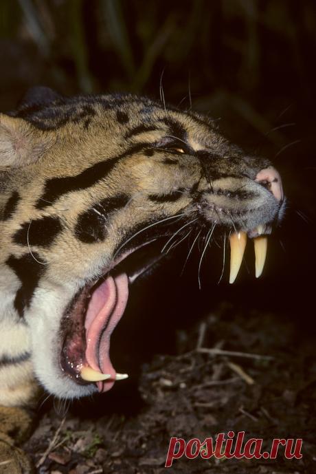 MCL017.jpg | Терри Уиттакер Фотография