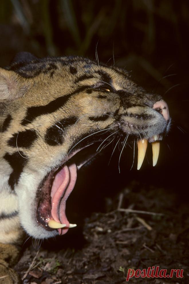 MCL017.jpg | Терри Уиттакер Фотография