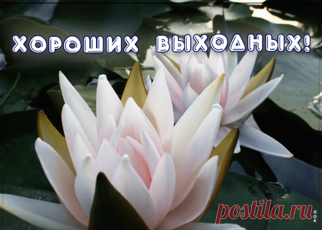 Милое пожелание хороших выходных