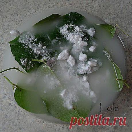 Фотографии на стене сообщества | 32 797 фотографий Скелетирование листьев