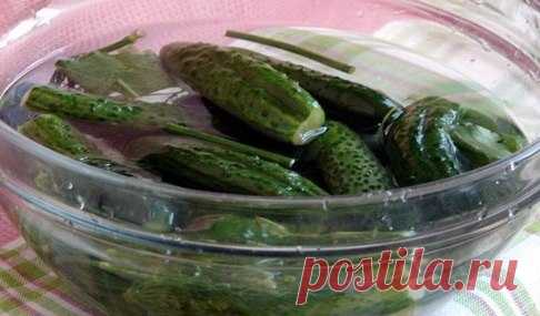 Малосольные огурцы по рецепту подруги
До сих пор не думала, что малосольные огурцы можно делать с сахаром. А ведь этот ингредиент является определяющим в данном рецепте. Да, и про листики смородины и вишни, а так же про метелки укропа не забудьте – без них огурцы выйдут не такими вкусными.
Ингредиенты:
Огурцы
Листья хрена
Листья смородины и вишни
Чеснок пару зубцов
Укропные зонтики
Перец душистый
Для приготовления рассола на литр воды:
Сахар 1 ч.л.
Соль 2 ст.л.
Пригото...