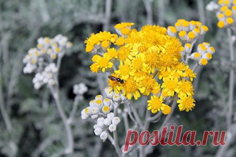 Лечебные свойства полыни горькой — FloraPrice.Ru