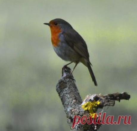 Мои фото — National Geographic Россия