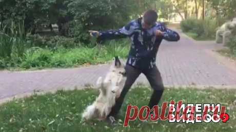 Собака танцует под музыку. Видели видео? Фрагмент выпуска от 18.08.2019 Илья Волков сам любит танцевать и своего пса Лойда научил двигаться под музыку.