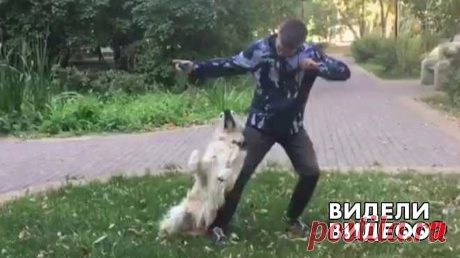 Собака танцует под музыку. Видели видео? Фрагмент выпуска от 18.08.2019 Илья Волков сам любит танцевать и своего пса Лойда научил двигаться под музыку.