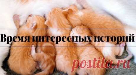 Безупречный жених

Лера - студентка второго курса познакомилась с Вадимом по воле случая. Однажды после лекций она с однокурсницами отправилась в кино на новый, нашумевший фильм. 
 
Когда сеанс закончился, на улице стемнело и девушки начали расходиться по домам, к Лере пристал какой-то подвыпивший развязный парень, навязываясь в провожатые. 
 
Он хватал её за руки, хамил, а получив отпор, перешёл к угрозам. Вот тут к ним и подошёл вышедший из кинотеатра Вадим. Несколько се...